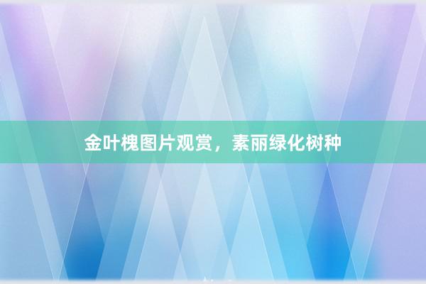 金叶槐图片观赏，素丽绿化树种