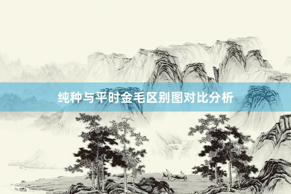 纯种与平时金毛区别图对比分析